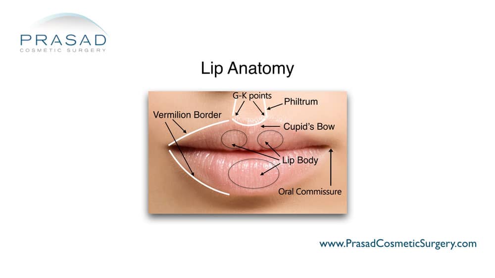 lip anatomy