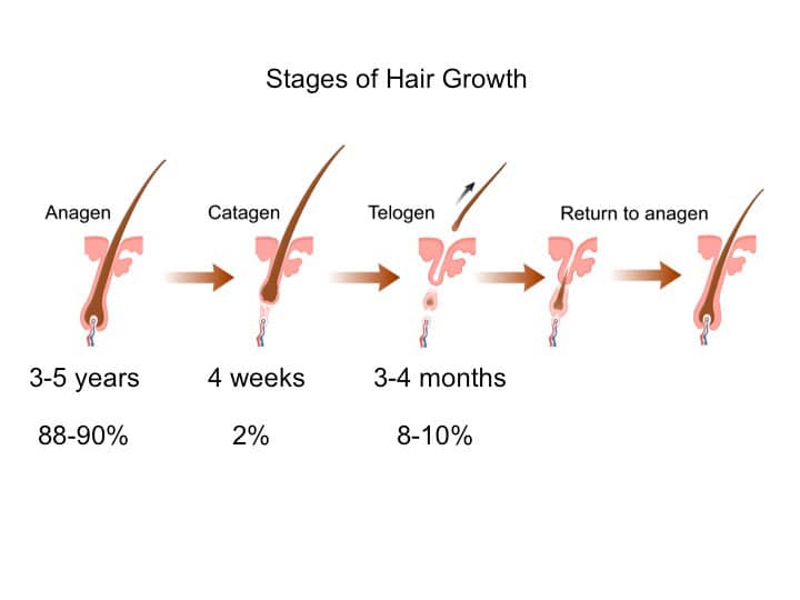 stages of hair growth. hair shedding vs hair loss