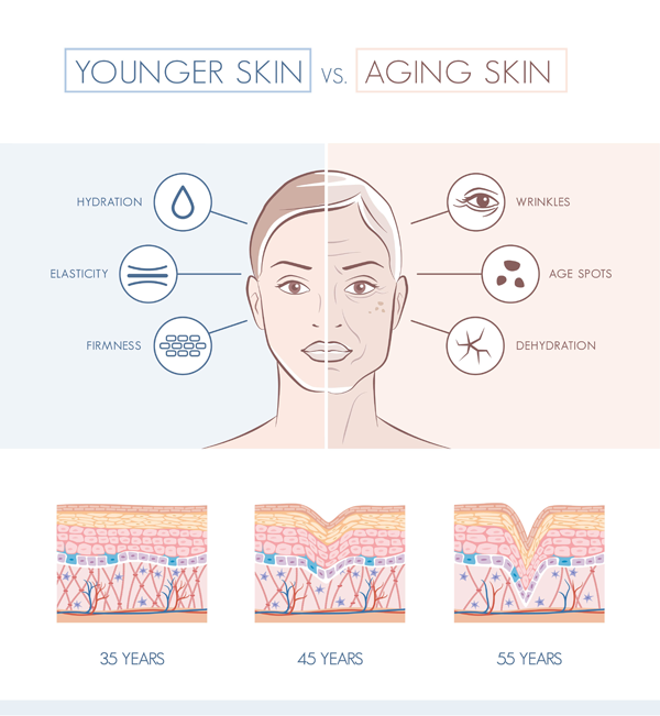 an illustration comparison of younger skin vs aging skin