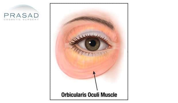 orbicularis oculi muscle illustration