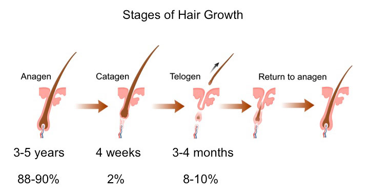 stages of hair growth illustration