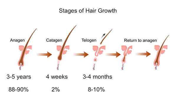 Scalp hair goes through growth, shedding, resting, and regrowth phases.