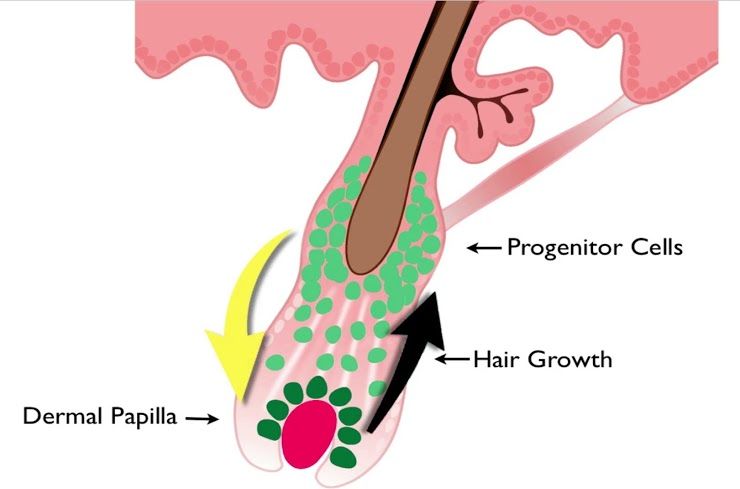 Wound healing concept where inactive adult stem cells are catalyzed by the Hair Regeneration treatment and turned into active progenitor cells. Renewed activity in at cellular level invigorates the hair growth process for thicker hair growth.
