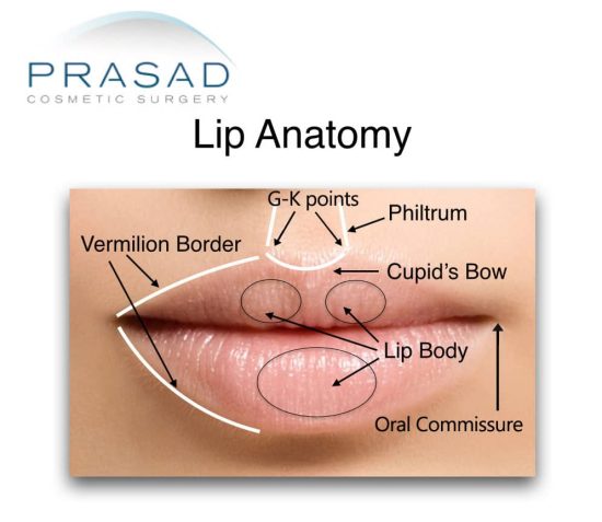 lip anatomy illustration