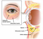 eye bags anatomy